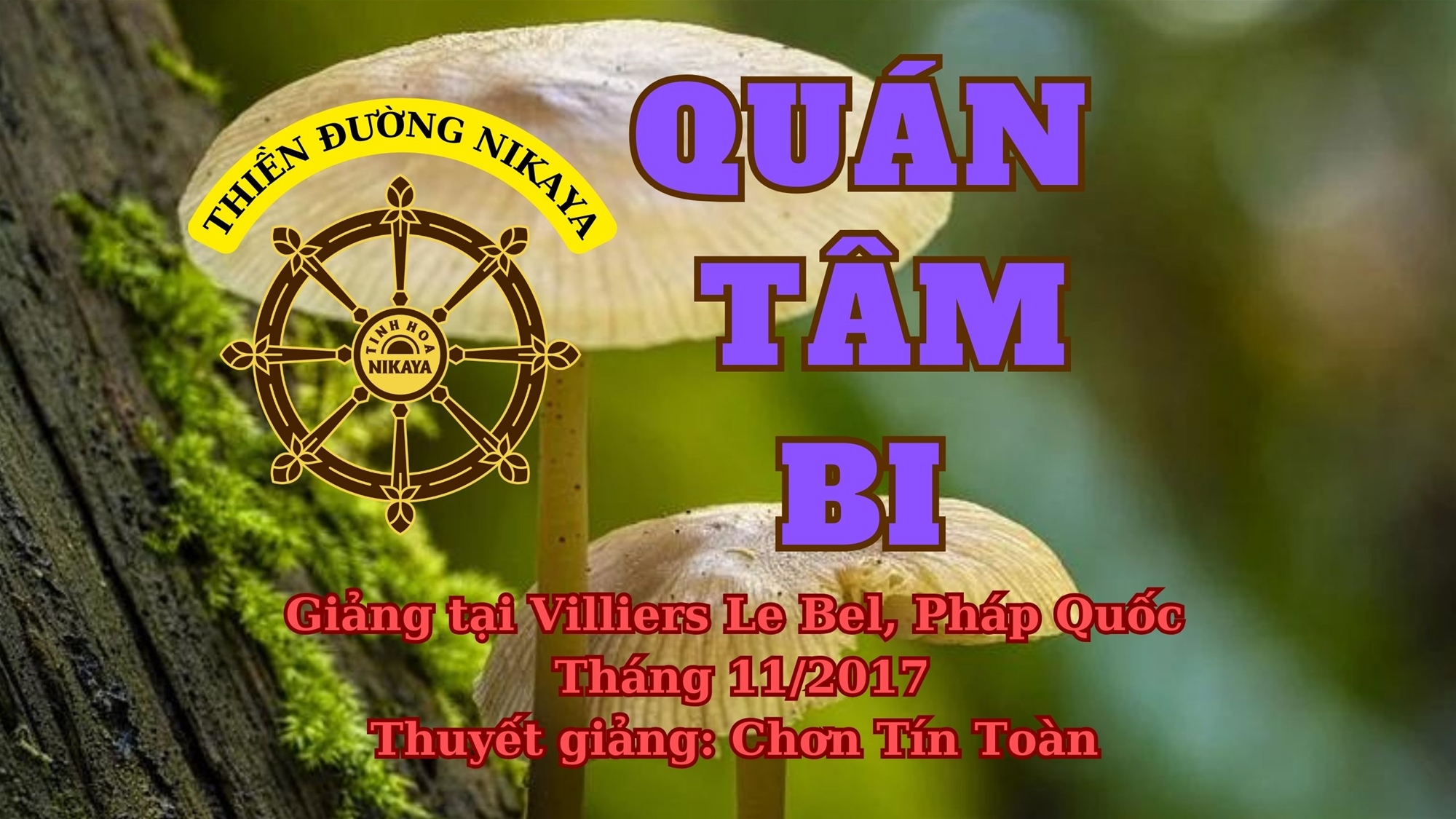 71_ QUÁN TÂM BI_ CHƠN TÍN TOÀN